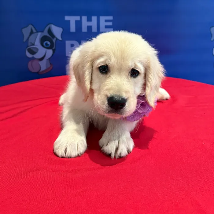 Female Golden Retriever puppy named Callie for sale at The Puppy Palace CT.