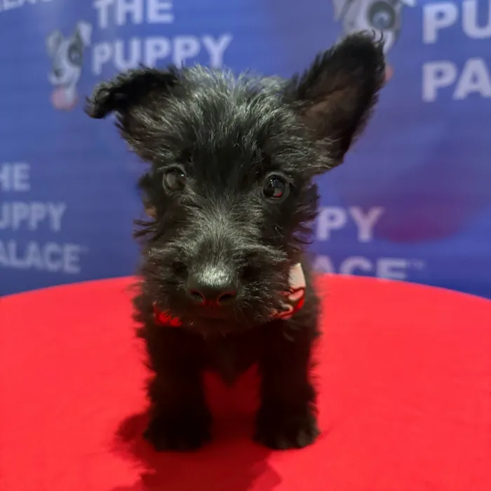 Male Scottish Terrier puppy named Bryce for sale at The Puppy Palace CT.