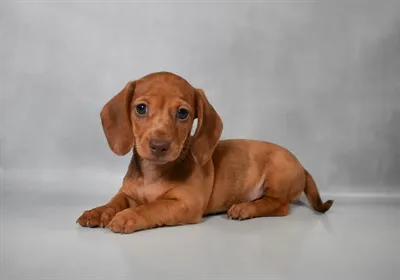 Female Dachshund puppy named Sophie for sale at The Puppy Palace CT.
