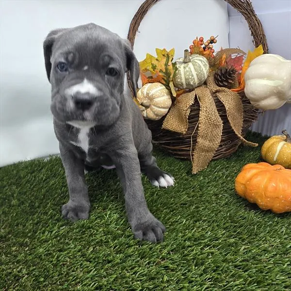 Female Cane Corso puppy named Violet for sale at The Puppy Palace CT.