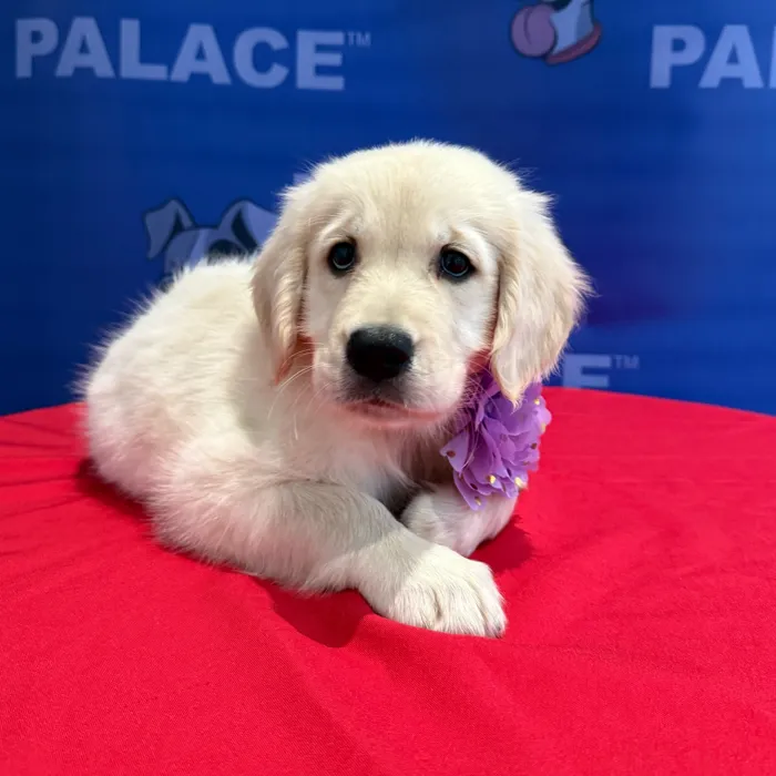 Female Golden Retriever puppy named Callie for sale at The Puppy Palace CT.