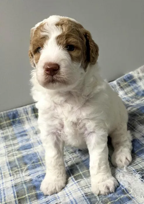 Female Goldendoodle puppy named Maple for sale at The Puppy Palace CT.