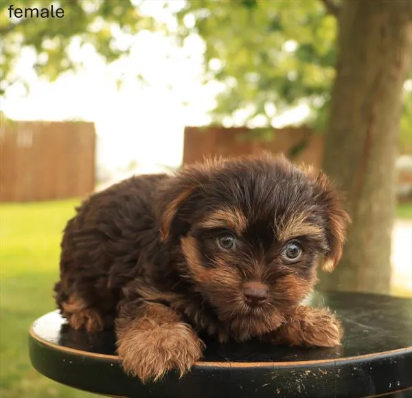 Female Yorkie puppy named Franny for sale at The Puppy Palace CT.