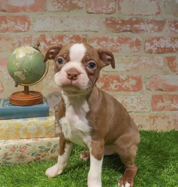 Male Boston Terrier puppy named Ryder for sale at The Puppy Palace CT.