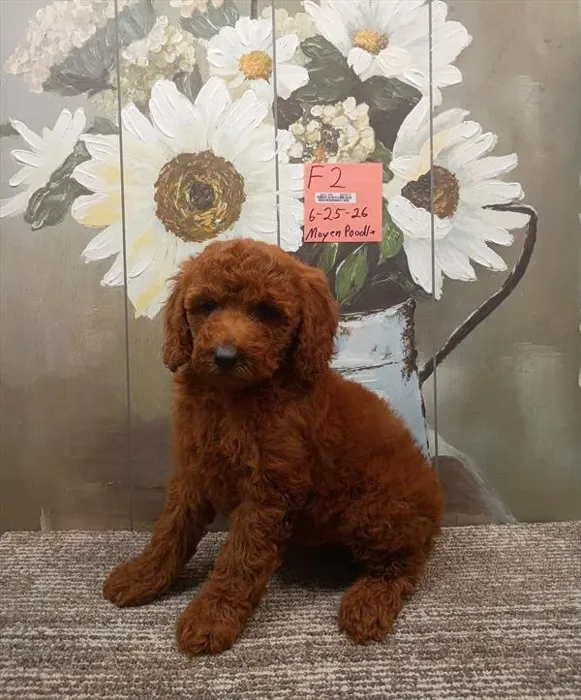 Female Poodle puppy named Juni for sale at The Puppy Palace CT.