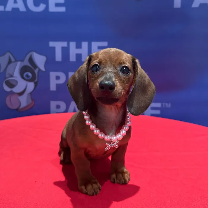 Female Dachshund puppy named Lily for sale at The Puppy Palace CT.