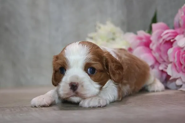 Male Cavalier King Charles Spaniel puppy named Richie for sale at The Puppy Palace CT.