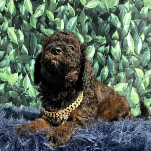 Male Mini Goldendoodle puppy named Colt for sale at The Puppy Palace CT.