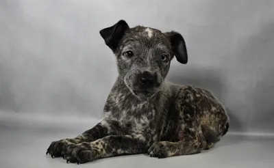 Male Australian Cattle Dog puppy named Joey for sale at The Puppy Palace CT.