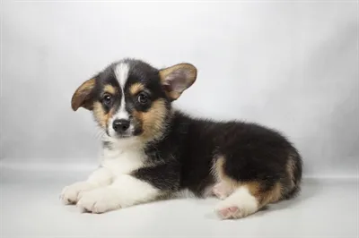 Male Pembroke Welsh Corgi puppy for sale at The Puppy Palace CT.