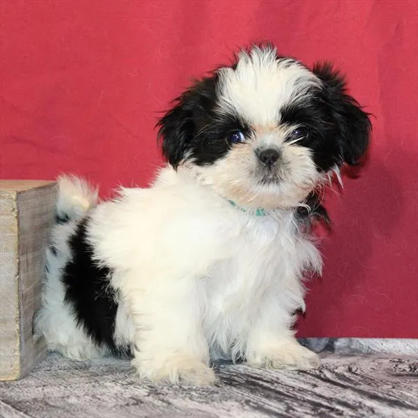 Female Shih Tzu puppy named Rosie for sale at The Puppy Palace CT.