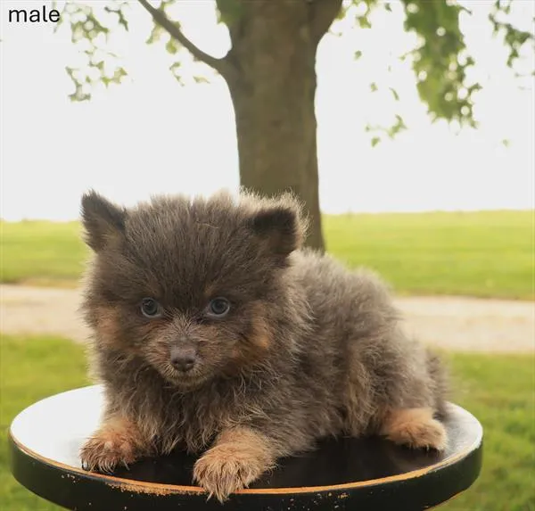 Male Pomeranian puppy named Bear for sale at The Puppy Palace CT.