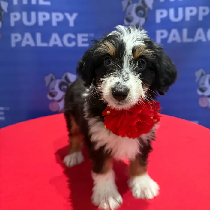 Female Aussiedoodle puppy named Faye for sale at The Puppy Palace CT.