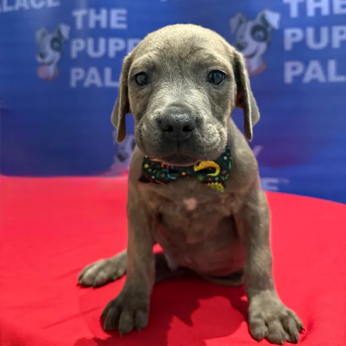 Male Cane Corso puppy named Kane for sale at The Puppy Palace CT.