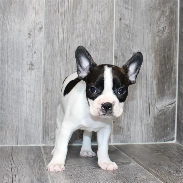 Female Boston Terrier puppy named Harlee for sale at The Puppy Palace CT.