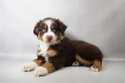 Female Toy Australian Shepherd puppy named Zara for sale at The Puppy Palace CT.