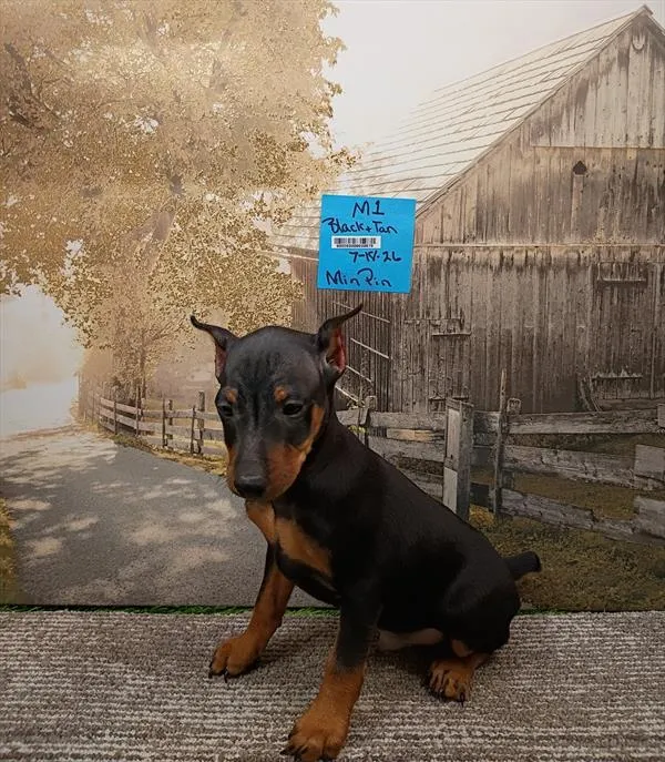 Male Min Pin puppy named Blaze for sale at The Puppy Palace CT.