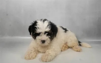 Male Yorkie puppy named Drake for sale at The Puppy Palace CT.