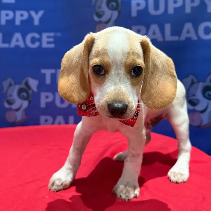 Male Beagle puppy named Scout for sale at The Puppy Palace CT.