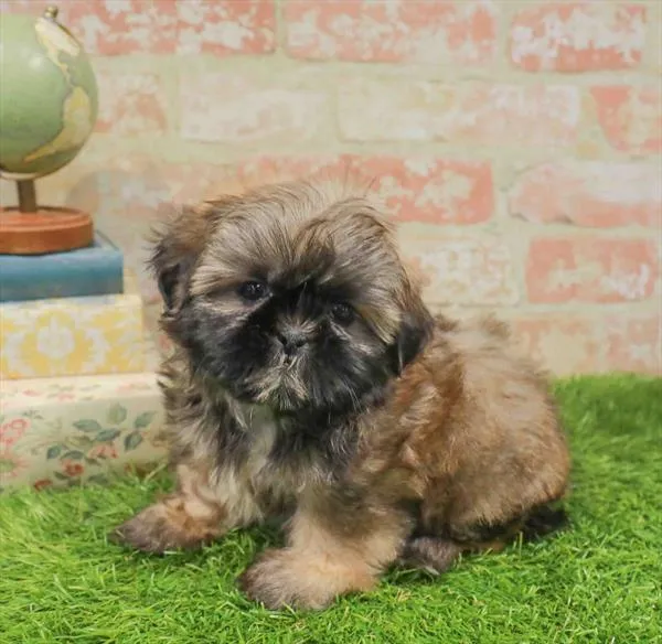 Male Shih Tzu puppy for sale at The Puppy Palace CT.