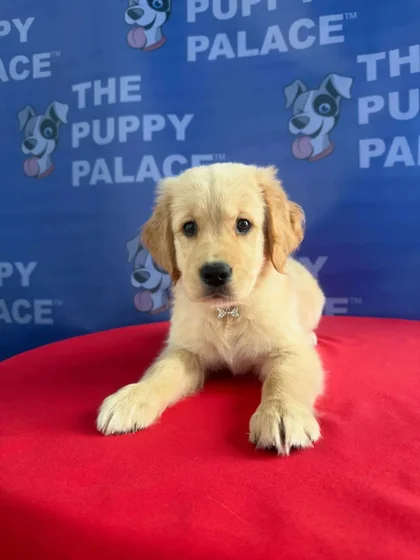 Puppy at The Puppy Palace CT