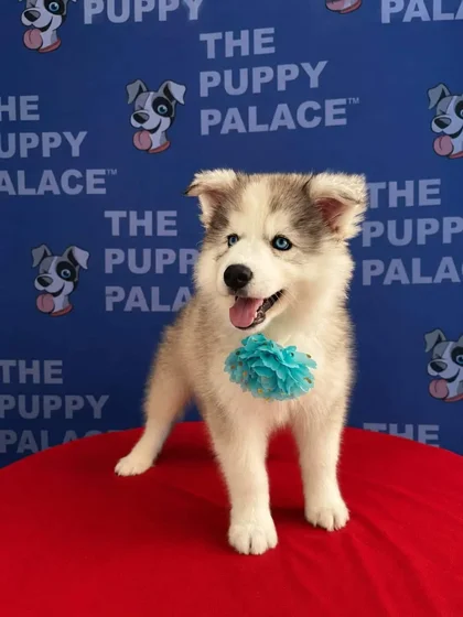 Puppy at The Puppy Palace CT