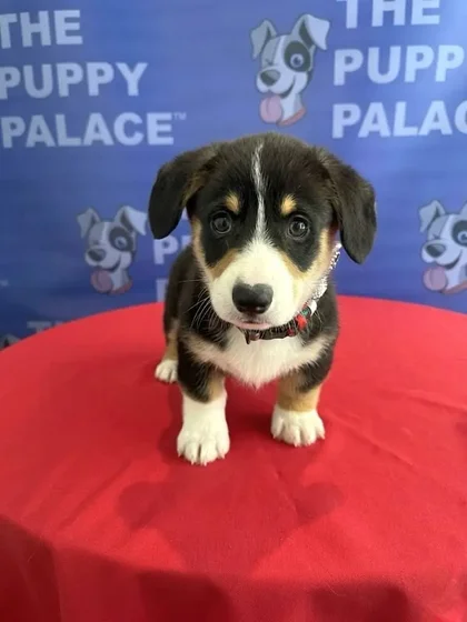Puppy at The Puppy Palace CT