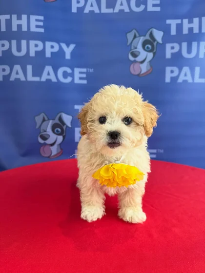 Puppy at The Puppy Palace CT
