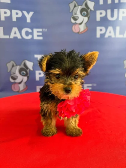Puppy at The Puppy Palace CT