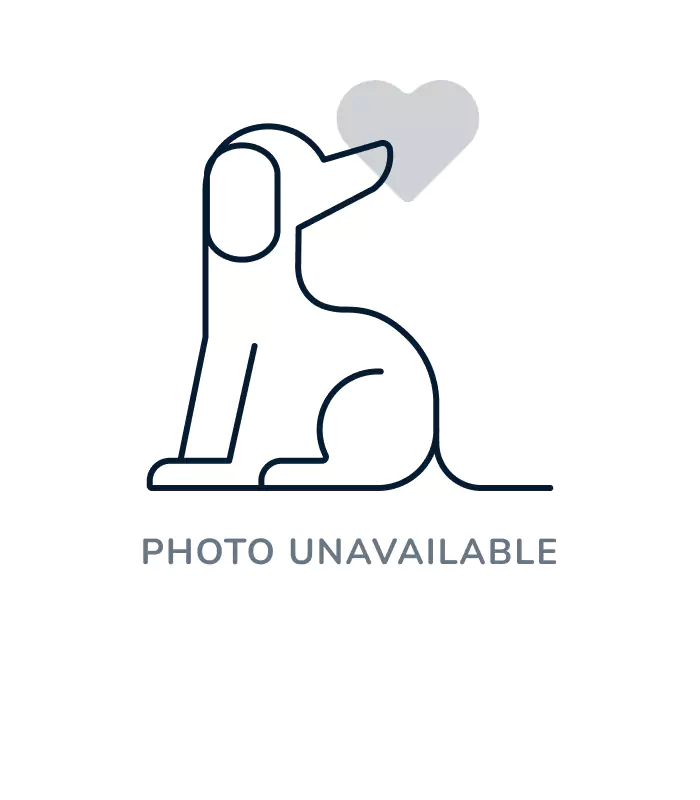 Male Golden Retriever puppy for sale at The Puppy Palace CT.